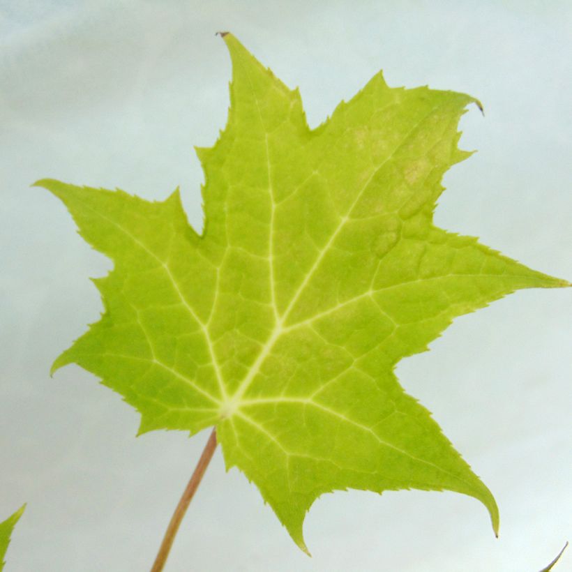 Kirengeshoma palmata - Wachsglocke (Foliage)