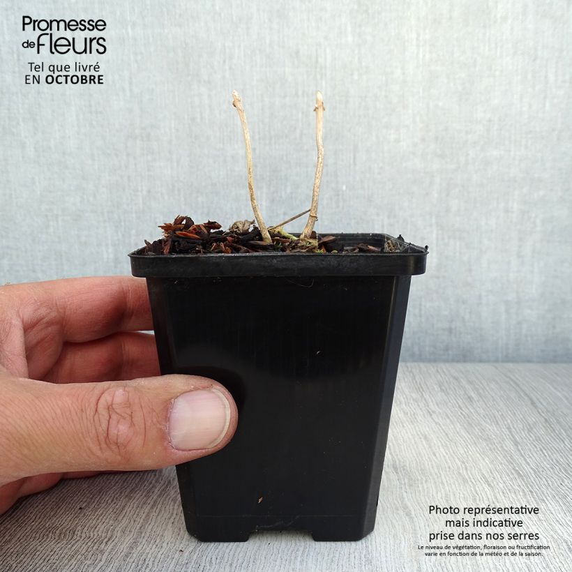 Example of Kirengeshoma palmata - Wachsglocke Kleine Töpfe von 8/9 cm as you get in automne