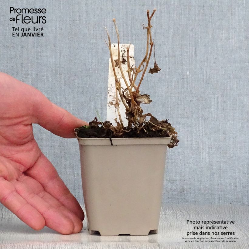 Exemplar von Kirengeshoma palmata - Wachsglocke Kleine Töpfe von 8/9 cm wie im Winter geliefert