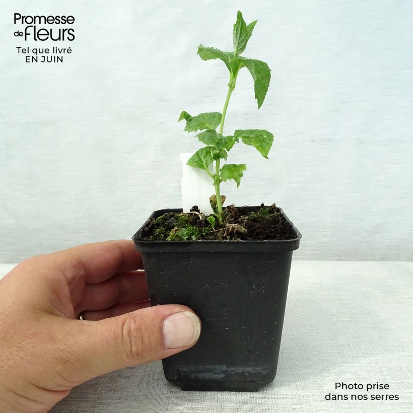 Exemplar von Kirengeshoma palmata - Wachsglocke Kleine Töpfe von 8/9 cm wie im Sommer geliefert