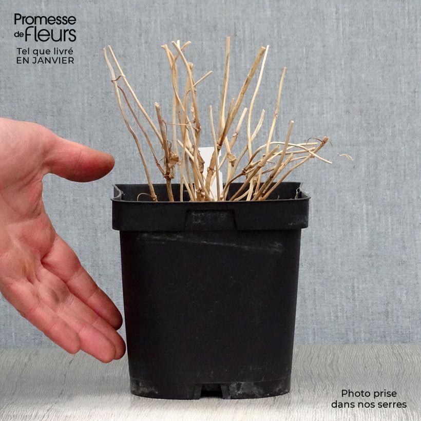 Example of Kirengeshoma palmata - Wachsglocke Topf mit 2L/3L as you get in hiver