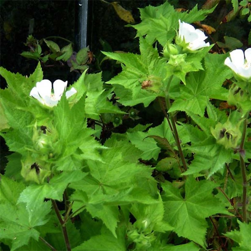 Kitaibelia vitifolia - Weinblättrige Scheinmalve (Foliage)