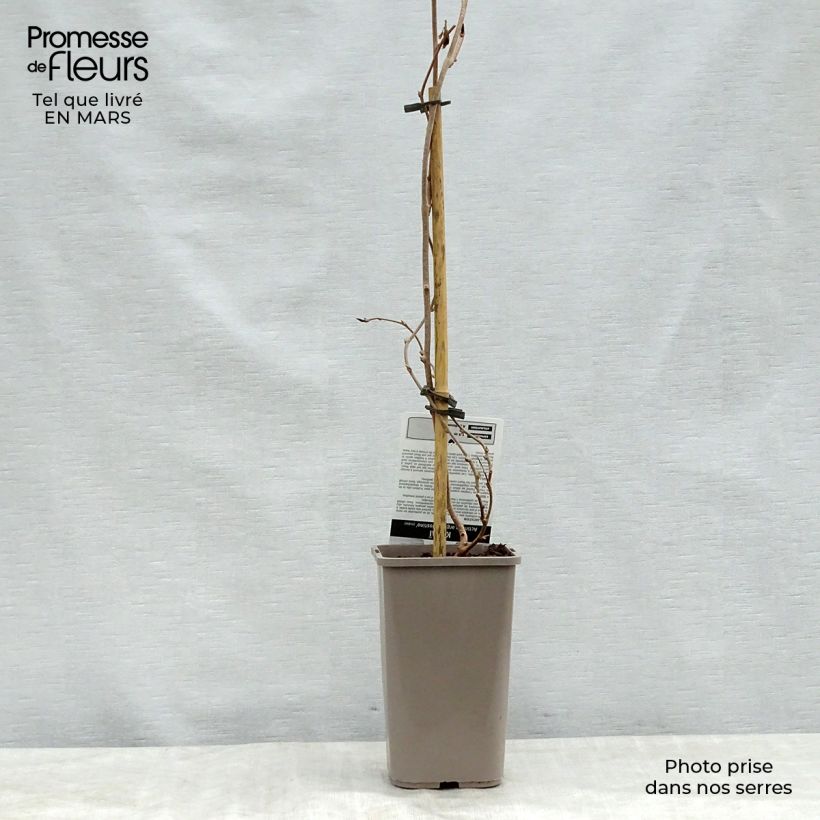 Example of Actinidia arguta Nostino - Zwerg Kiwi Topf mit 1L/1,5L as you get in printemps