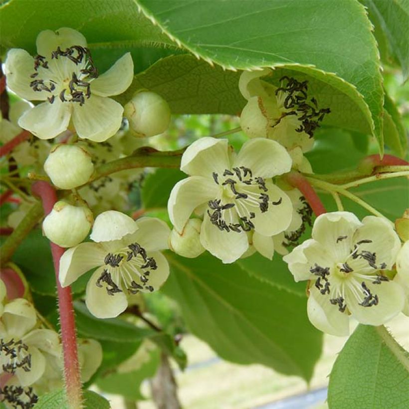 Actinidia arguta Nostino - Zwerg Kiwi (Harvest)