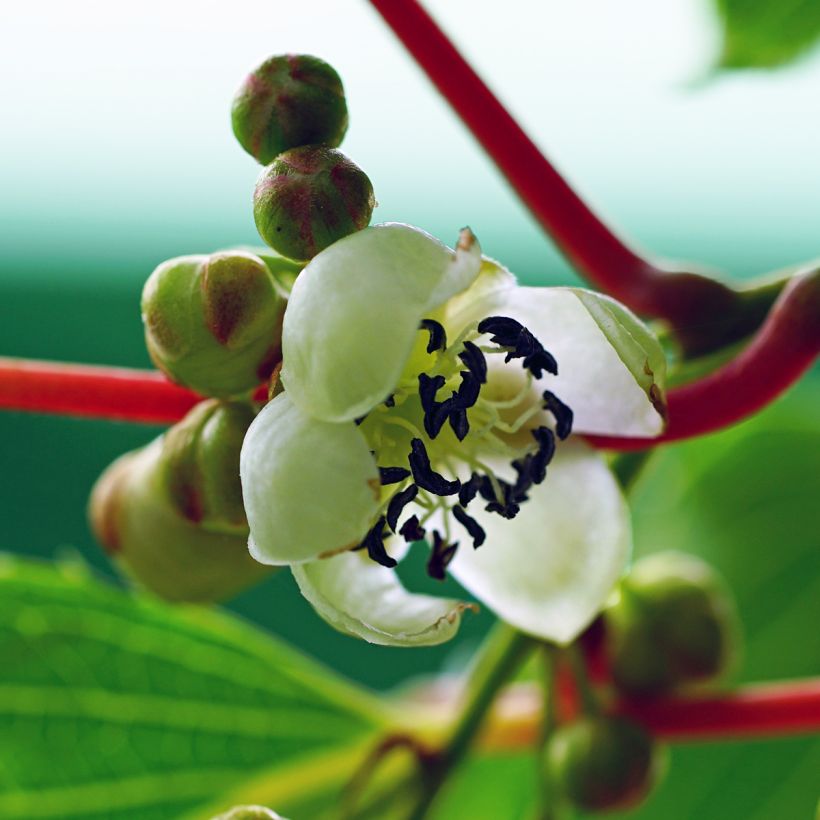 Actinidia arguta Prince Jumbo - Zwerg Kiwi (Flowering)