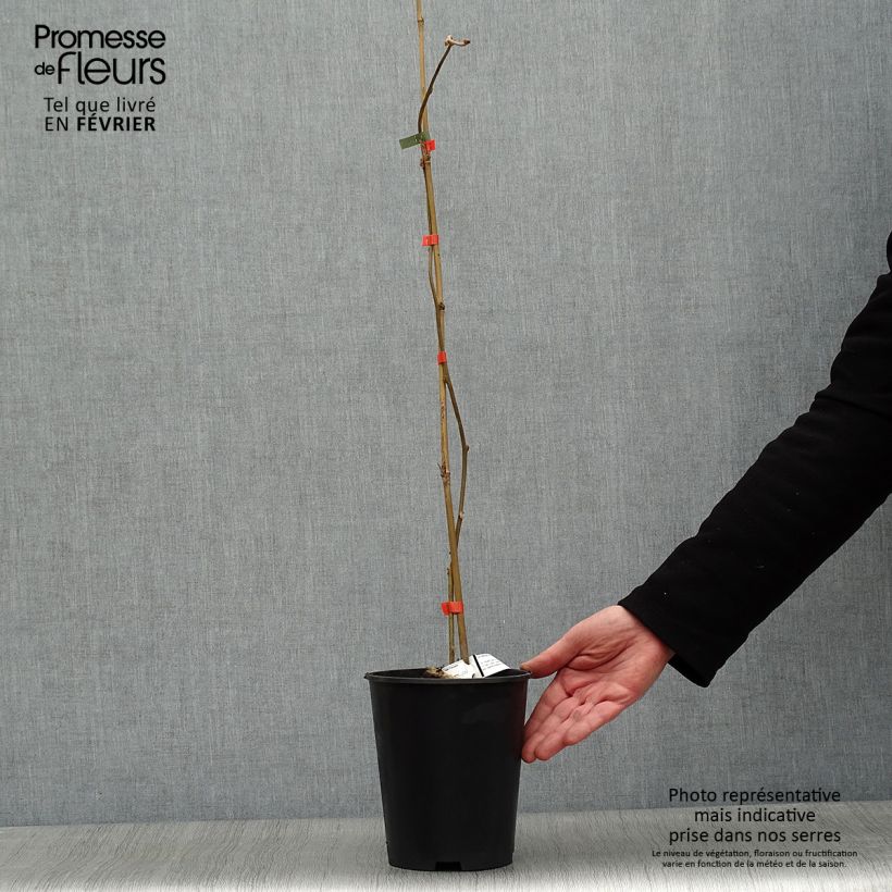 Exemplar von Actinidia deliciosa Kiwi Wonder - Chinesischer Strahlengriffel Topf mit 3L/4L wie im Winter geliefert