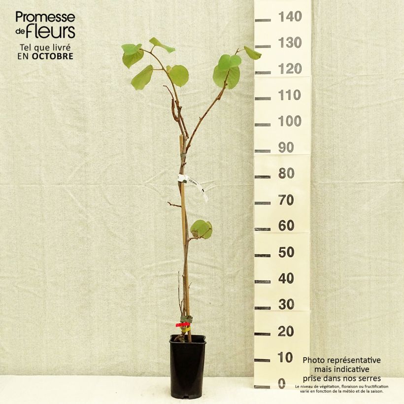 Example of Actinidia deliciosa Kiwidoo (Weiblich) - Chinesischer Strahlengriffel Topf mit 2L/3L as you get in automne