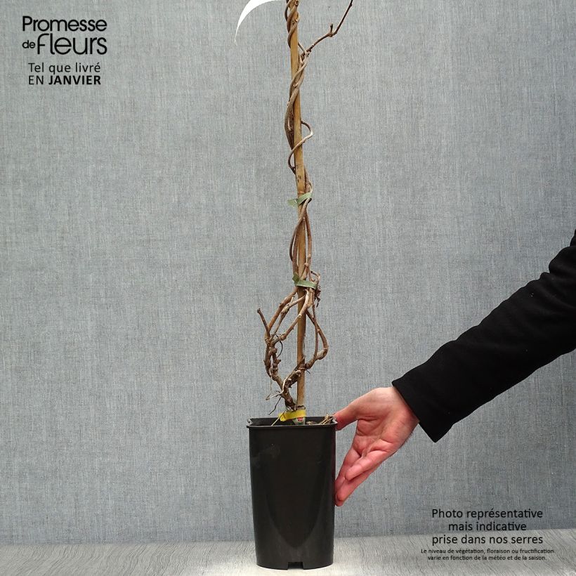 Exemplar von Actinidia deliciosa Kiwidoo (Weiblich) - Chinesischer Strahlengriffel Topf mit 2L/3L wie im Winter geliefert