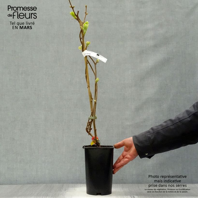 Exemplar von Actinidia deliciosa Kiwidoo (Weiblich) - Chinesischer Strahlengriffel Topf mit 2L/3L wie im Frühjahr geliefert