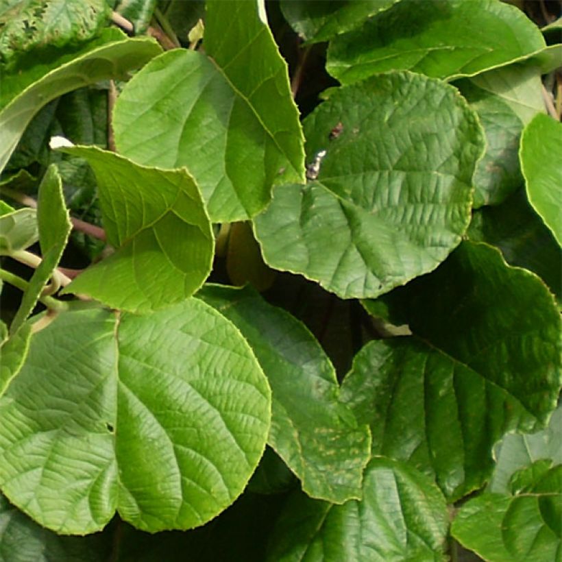 Actinidia deliciosa Atlas - Chinesischer Strahlengriffel (Foliage)