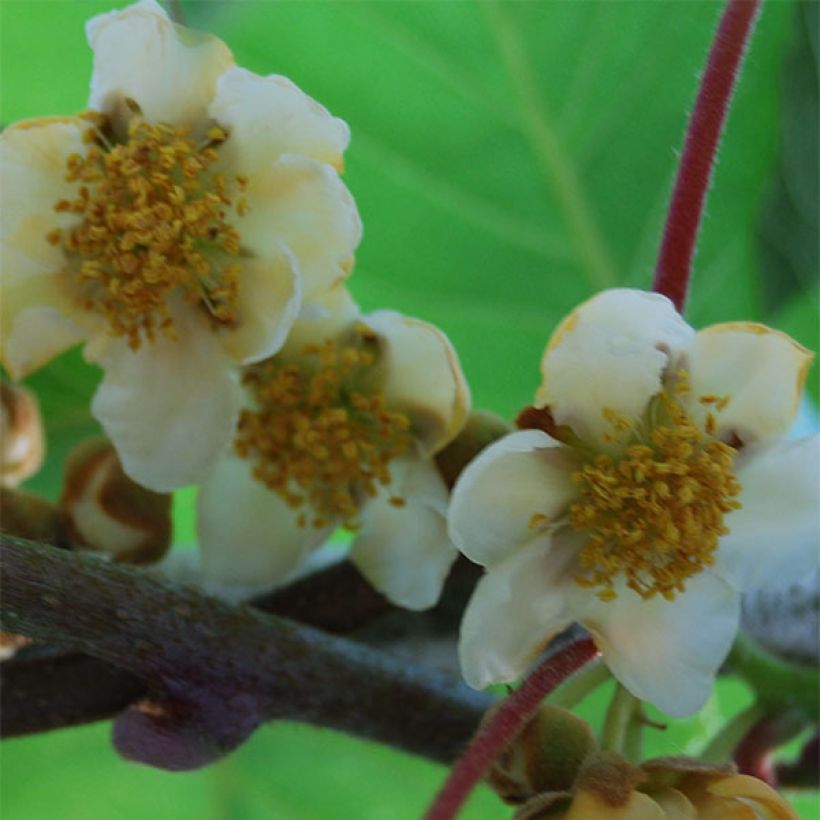 Actinidia deliciosa Atlas - Chinesischer Strahlengriffel (Flowering)