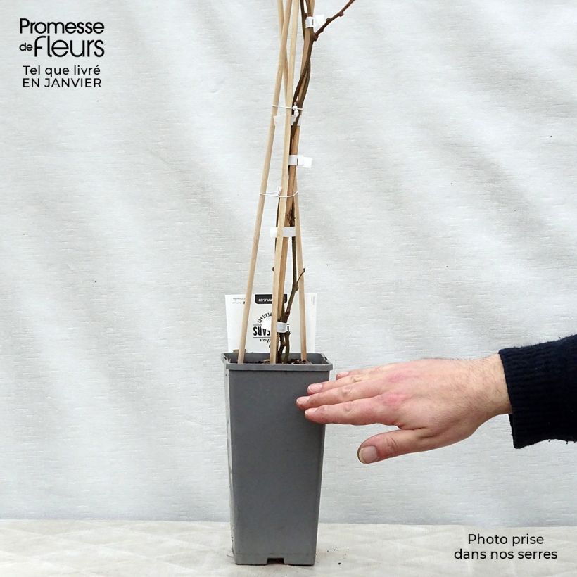 Exemplar von Actinidia deliciosa Atlas - Chinesischer Strahlengriffel Topf mit 1,5L/2L wie im Winter geliefert