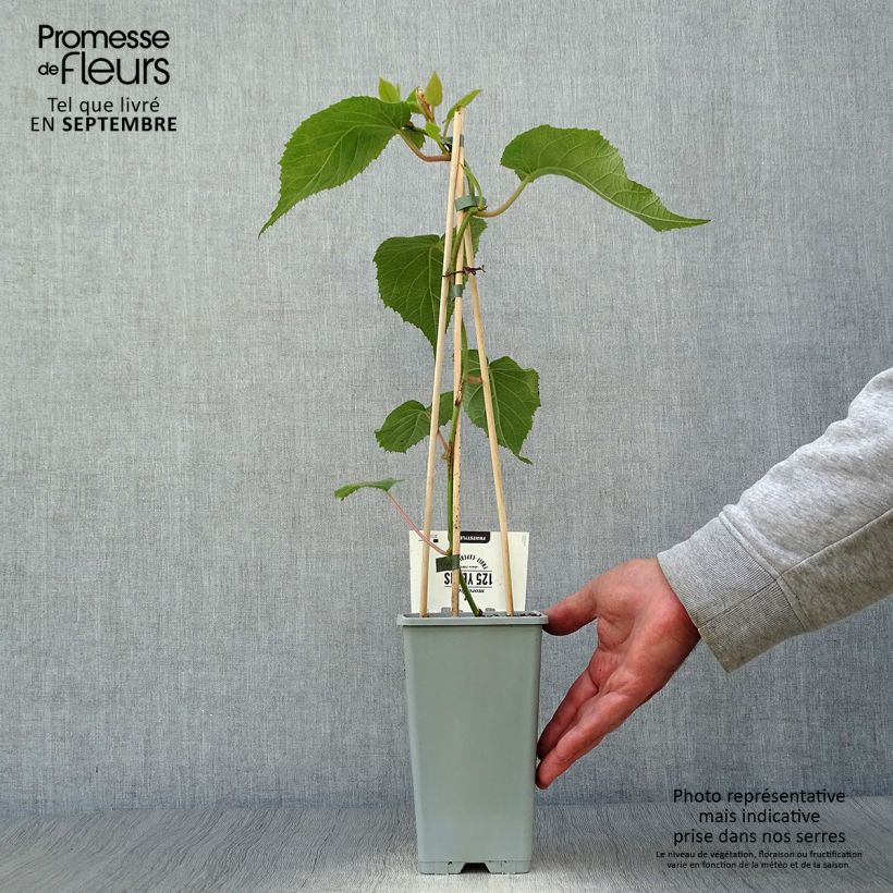 Example of Actinidia deliciosa Atlas - Chinesischer Strahlengriffel Topf mit 1,5L/2L as you get in automne