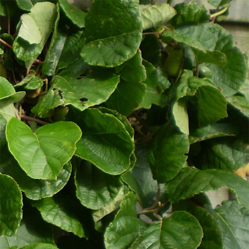 Actinidia chinensis Golden Delight (Weiblich) - Chinesischer Strahlengriffel (Foliage)