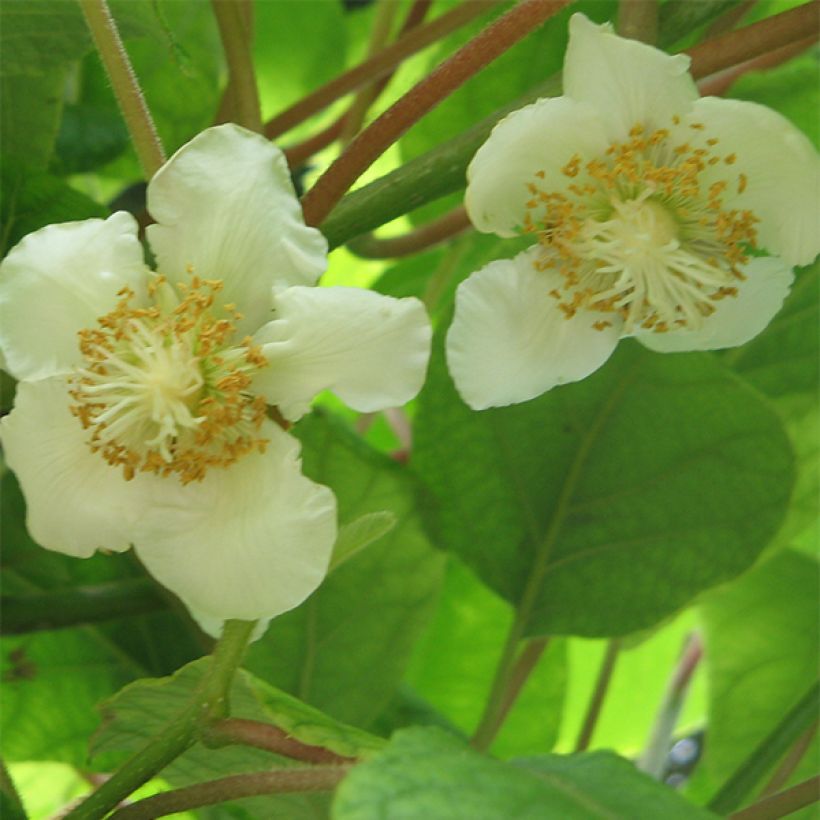 Actinidia chinensis Golden Delight (Weiblich) - Chinesischer Strahlengriffel (Flowering)