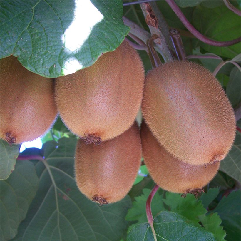 Actinidia chinensis Golden Delight (Weiblich) - Chinesischer Strahlengriffel (Harvest)