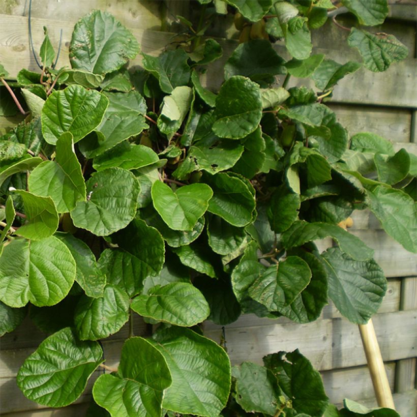 Actinidia chinensis Golden Delight (Weiblich) - Chinesischer Strahlengriffel (Plant habit)