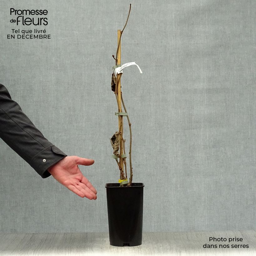 Exemplar von Actinidia chinensis Golden Delight (Weiblich) - Chinesischer Strahlengriffel Topf mit 2L/3L wie im Winter geliefert