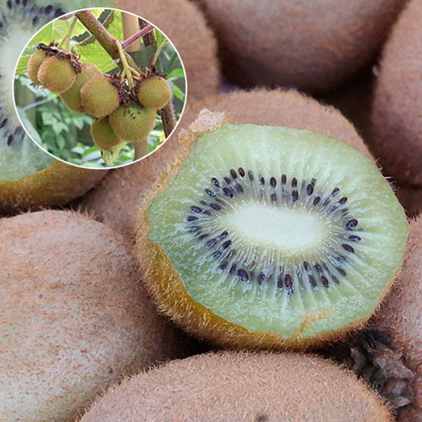 Actinidia deliciosa Hayward - Chinesischer Strahlengriffel (Harvest)