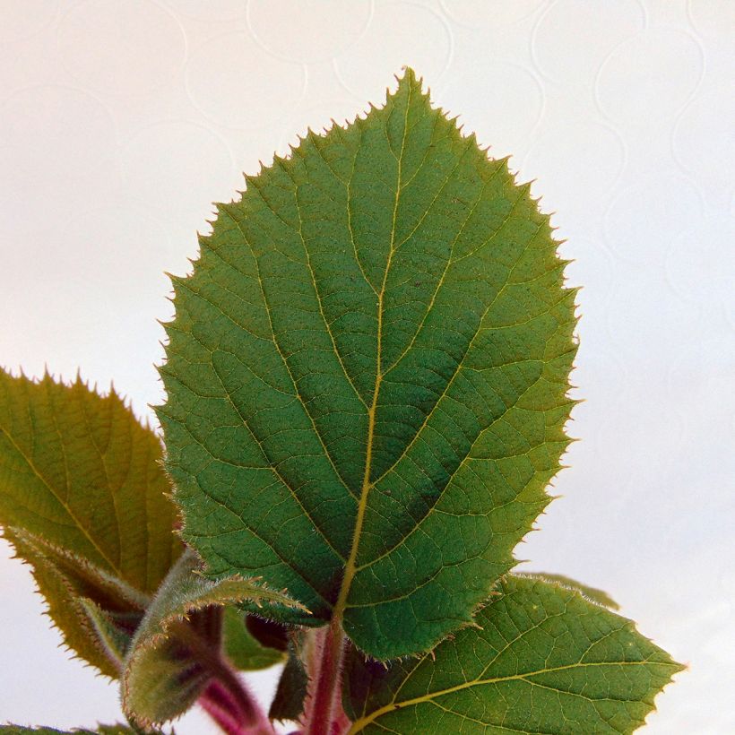 Actinidia deliciosa Hayward - Chinesischer Strahlengriffel (Foliage)
