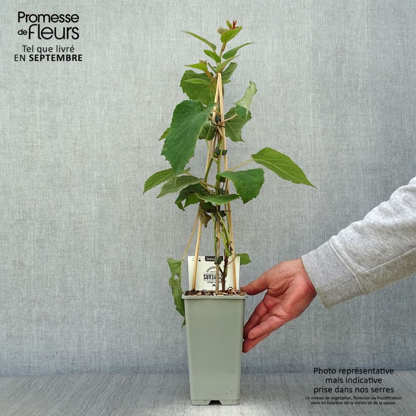 Example of Actinidia deliciosa Hayward - Chinesischer Strahlengriffel Topf mit 1,5L/2L as you get in automne