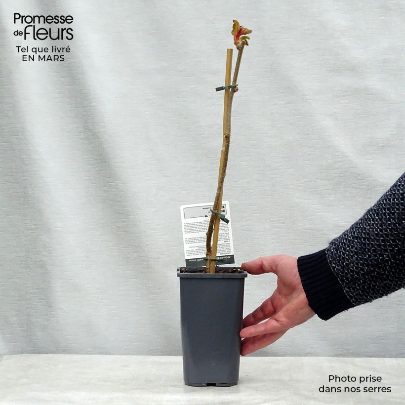 Exemplar von Actinidia deliciosa Hayward Bio - Chinesischer Strahlengriffel Topf mit 1,5L/2L wie im Winter geliefert