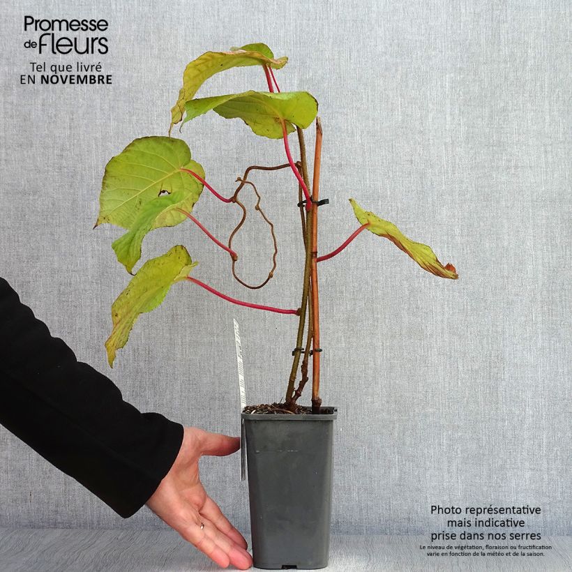 Example of Actinidia deliciosa Hayward Bio - Chinesischer Strahlengriffel Topf mit 1,5L/2L as you get in automne