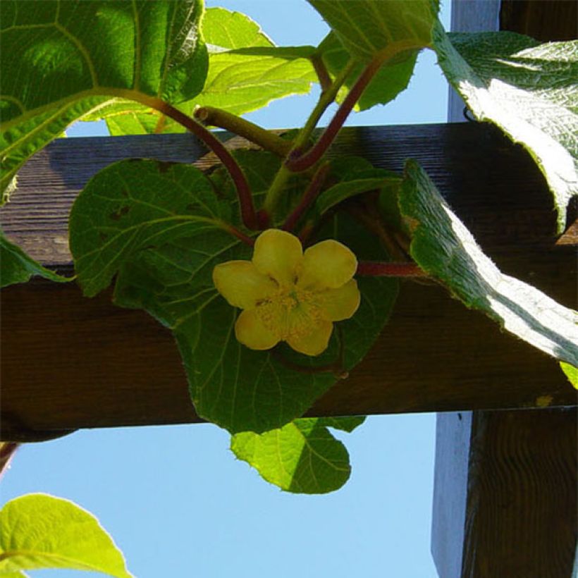 Actinidia deliciosa Jenny - Chinesischer Strahlengriffel (Flowering)