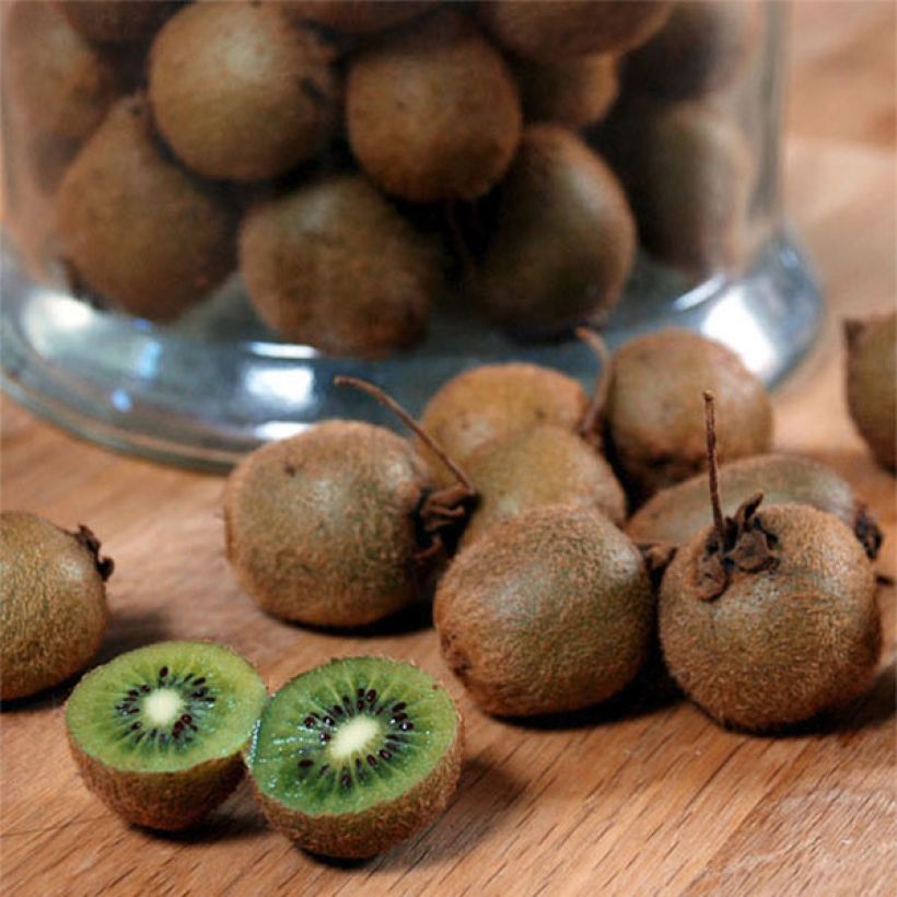 Actinidia deliciosa Jenny - Chinesischer Strahlengriffel (Harvest)