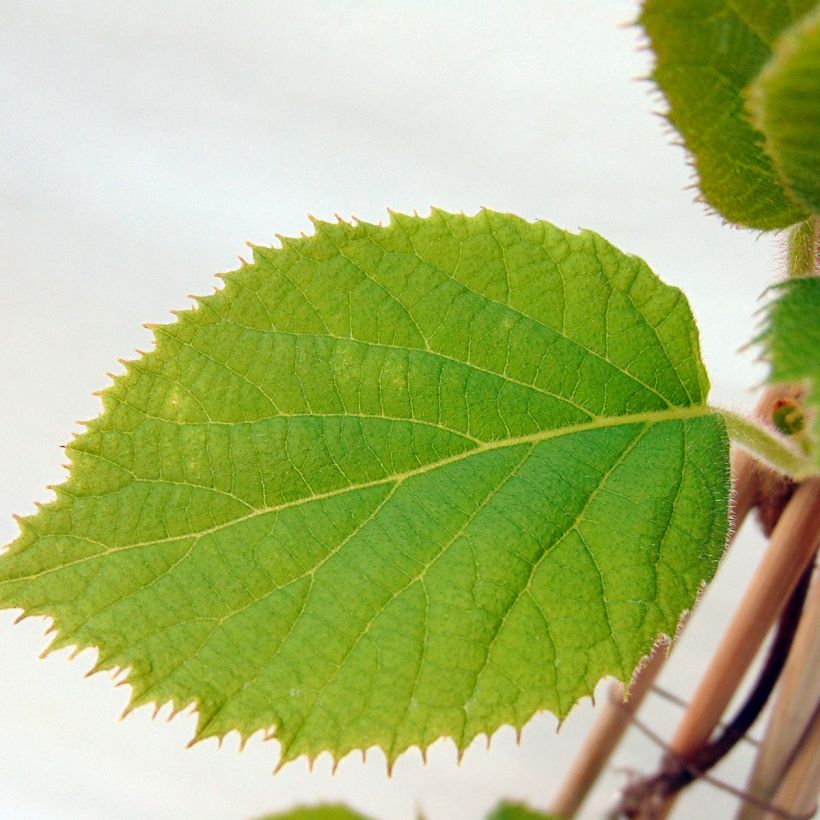 Actinidia deliciosa Jenny - Chinesischer Strahlengriffel (Foliage)