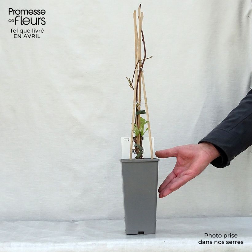 Exemplar von Actinidia deliciosa Jenny - Chinesischer Strahlengriffel Topf mit 1,5L/2L wie im Frühjahr geliefert