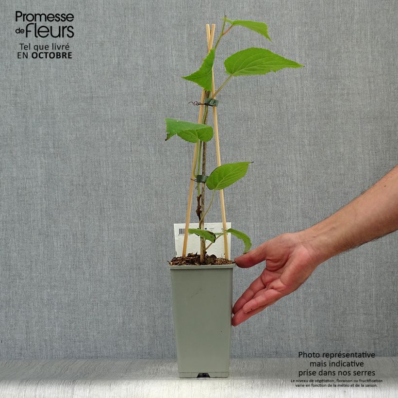 Example of Actinidia deliciosa Jenny - Chinesischer Strahlengriffel Topf mit 1,5L/2L as you get in automne