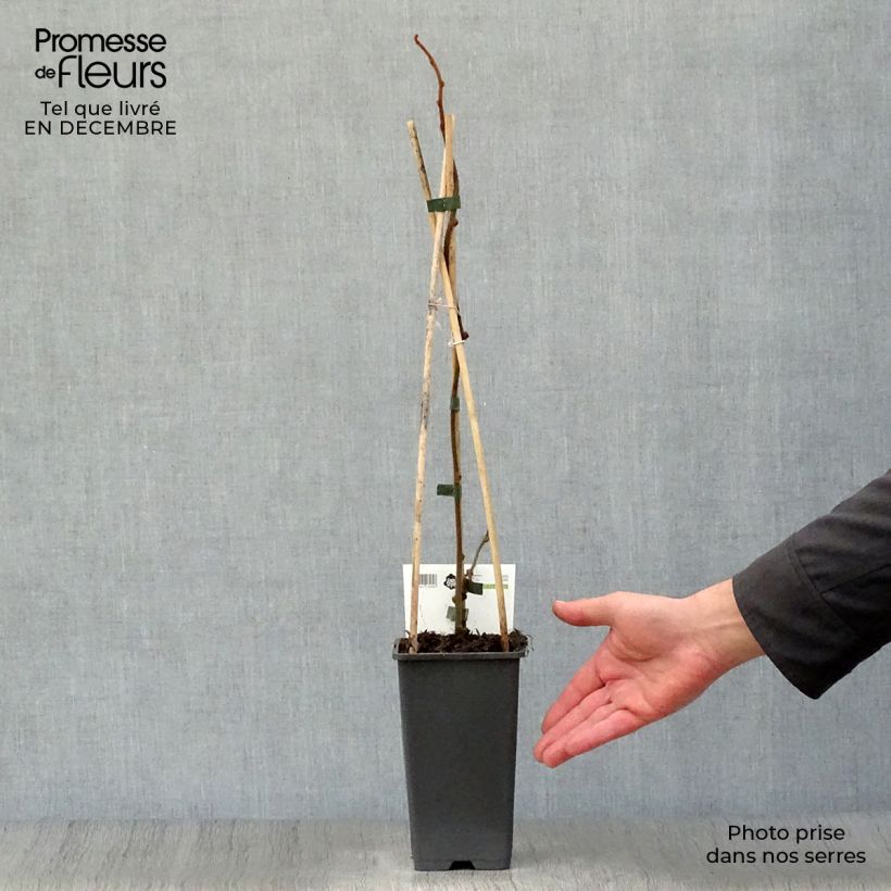 Exemplar von Actinidia deliciosa Jenny - Chinesischer Strahlengriffel Topf mit 1,5L/2L wie im Winter geliefert