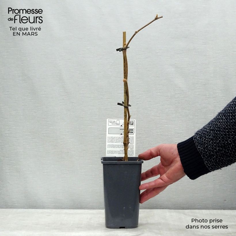 Exemplar von Actinidia deliciosa Jenny Bio - Chinesischer Strahlengriffel Topf mit 1,5L/2L wie im Winter geliefert