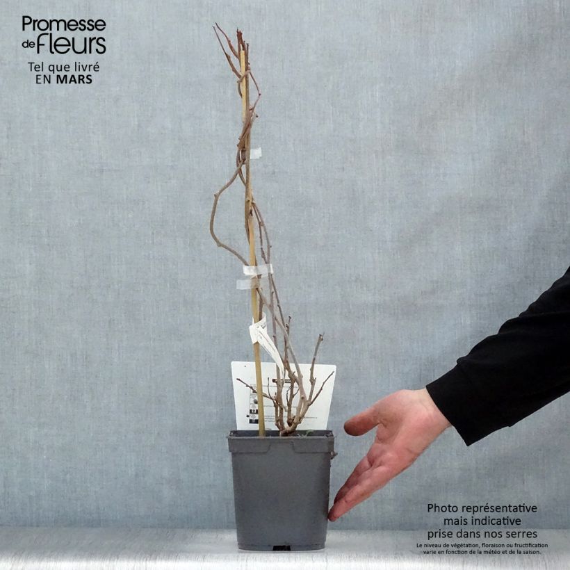 Exemplar von Actinidia arguta Red Jumbo - Zwerg Kiwi Topf mit 1,5L/2L wie im Frühjahr geliefert