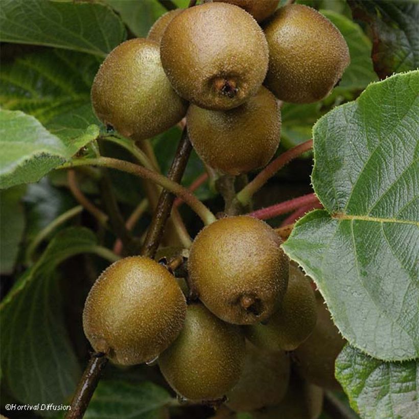 Actinidia chinensis Minkigold - Chinesischer Strahlengriffel (Harvest)