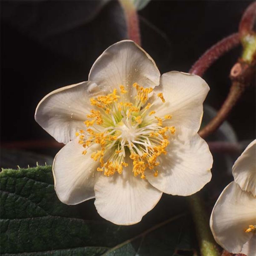 Actinidia chinensis Minkimale (Männlich) - Chinesischer Strahlengriffel (Flowering)