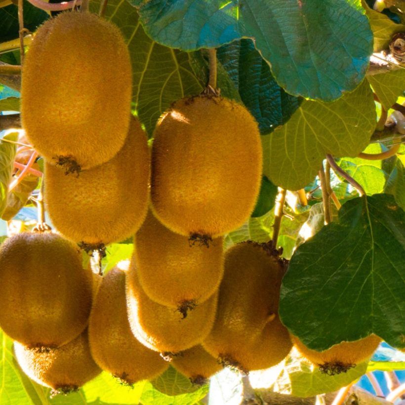 Actinidia deliciosa Montcap - Chinesischer Strahlengriffel (Harvest)