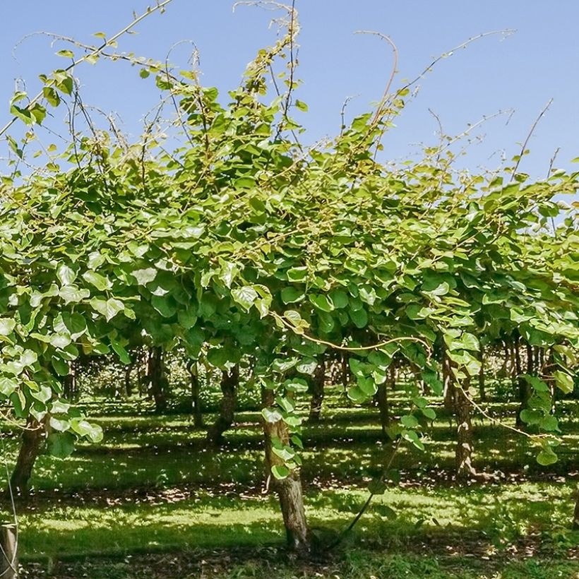 Actinidia deliciosa Montcap - Chinesischer Strahlengriffel (Plant habit)
