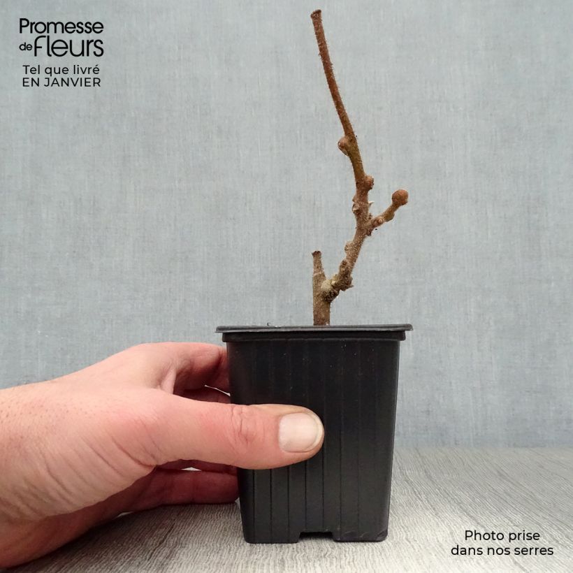 Exemplar von Actinidia chinensis Solissimo - Chinesischer Strahlengriffel Kleine Töpfe von 8/9 cm wie im Winter geliefert