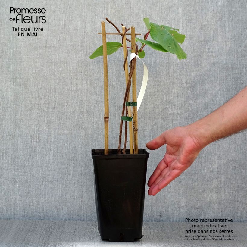 Example of Actinidia deliciosa Tomuri (Männlich) - Chinesischer Strahlengriffel Topf mit 2L/3L as you get in printemps