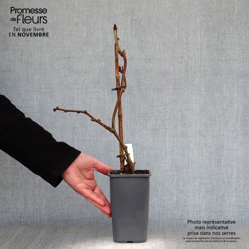 Example of Actinidia deliciosa Tomuri Bio (Männlich) - Chinesischer Strahlengriffel Topf mit 1,5L/2L as you get in automne