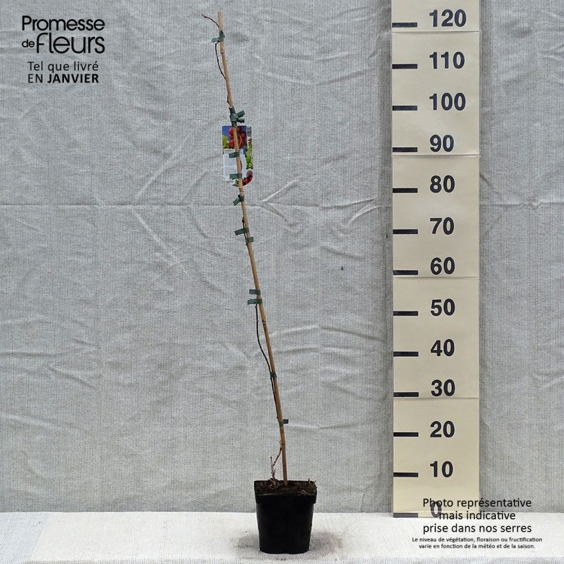 Exemplar von Actinidia arguta Ananasnaya (Weiblich) - Zwerg Kiwi Topf mit 1,5L/2L wie im Winter geliefert