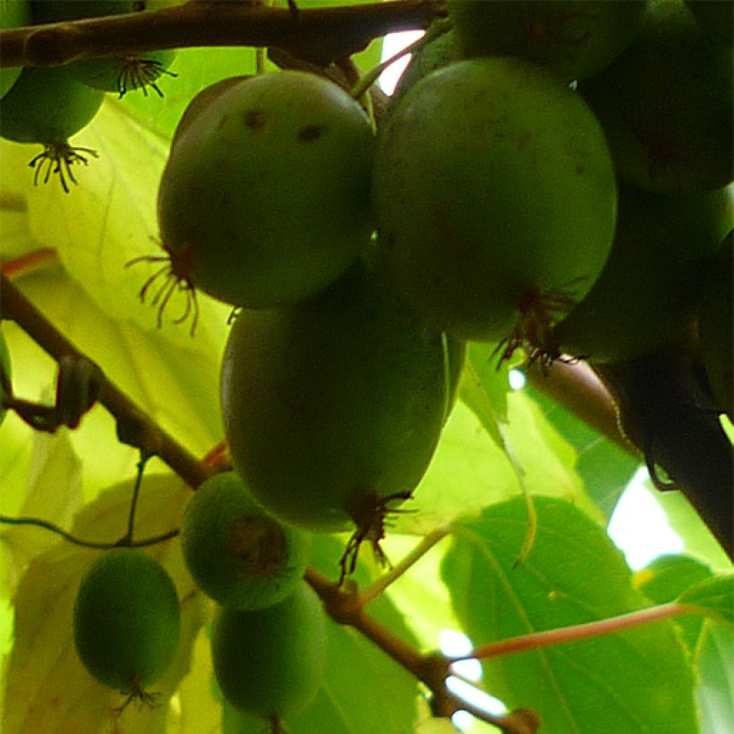 Actinidia arguta Bayern (Weiblich) - Zwerg Kiwi (Harvest)