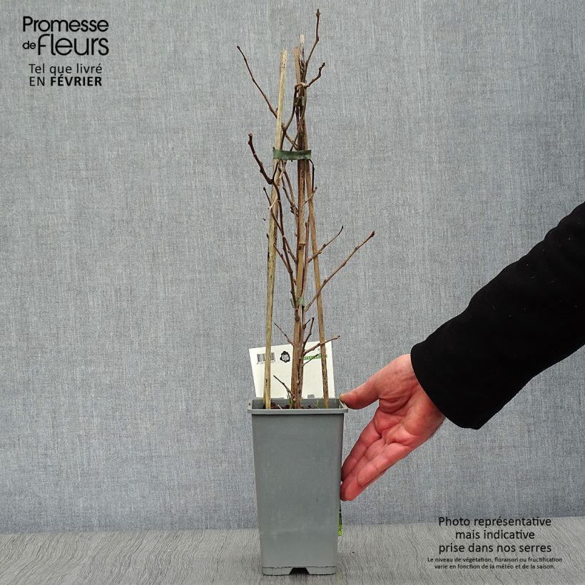 Exemplar von Actinidia arguta Bayern (Weiblich) - Zwerg Kiwi Topf mit 2L/3L wie im Winter geliefert