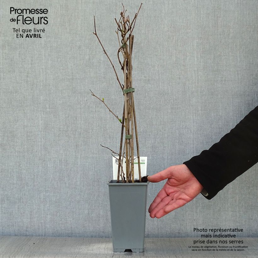 Exemplar von Actinidia arguta Bayern (Weiblich) - Zwerg Kiwi Topf mit 2L/3L wie im Frühjahr geliefert