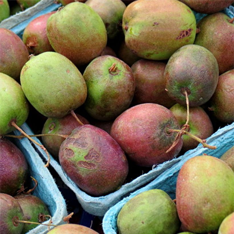 Actinidia arguta Geneva (Weiblich) - Zwerg Kiwi (Harvest)