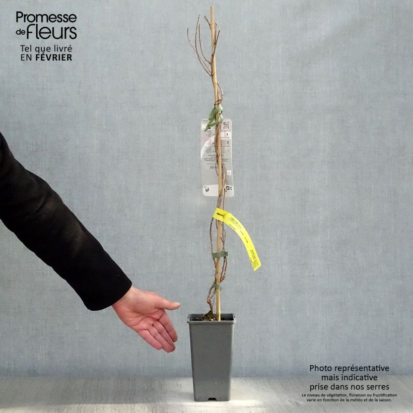 Exemplar von Actinidia arguta Ken's Red - Zwerg Kiwi Topf mit 1,5L/2L wie im Winter geliefert