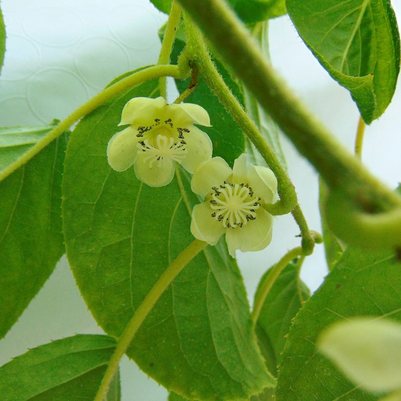 Actinidia arguta Kokuwa - Zwerg Kiwi (Flowering)