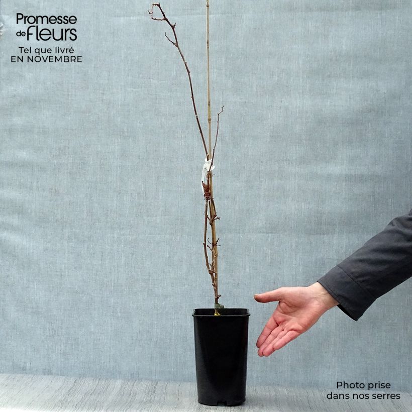 Example of Actinidia arguta Kokuwa - Zwerg Kiwi Topf mit 2L/3L as you get in automne